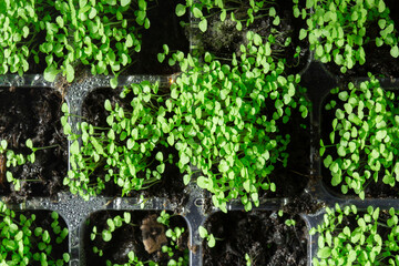 Foxglove seedlings growing in green plastic seed tray background. Grow your own concept.