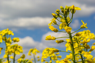 Blooming canola field and blu sky with stormy clouds