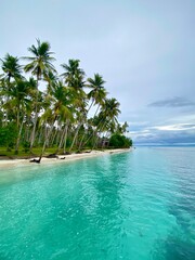 tropical beach with palm trees, Tropical beach on the coconut coast in banggai island, Indonesia.