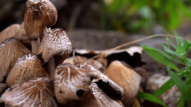 Close-up of Amanita phalloides, death cap, group of growing wild deadly brown poisonous fungus, dangerous mushroom in forest. Slow motion.