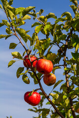 Autumn day. Rural garden. In the frame ripe red apples on a tree. It's raining Photographed in Ukraine