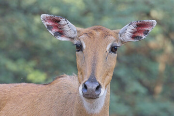 Sambar deer (Rusa unicolor), close portrait of a female, Jhalana Leopard Reserve, Jaipur, Rajasthan, India.