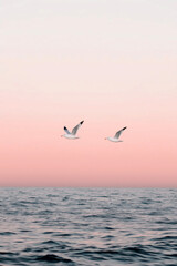 Fototapeta premium Two seagulls flying over calm ocean at pastel sunrise with minimalistic sky