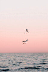 Fototapeta premium Two seagulls flying over calm ocean at pastel sunrise with minimalistic sky