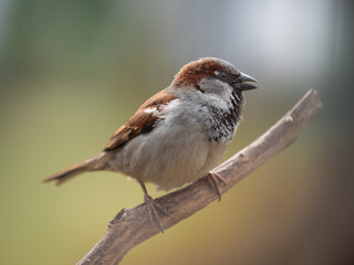 A common sparrow sitting in profile on a branch against a blurred background