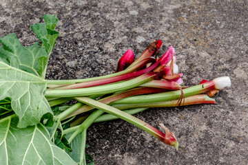 Rhubarb in a garden for making pies and compote, rheum rhabarbarum © Reflexpixel