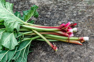Rhubarb in a garden for making pies and compote, rheum rhabarbarum © Reflexpixel