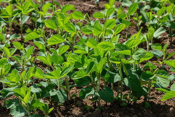 Healthy green soybean plants grow in a vibrant field under bright sunlight during the late spring season