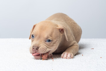 puppy with blue eyes chews on a treat while playfully crouched on a white towel, captured in a bright studio setting, concept of cuteness. taking care of dogs