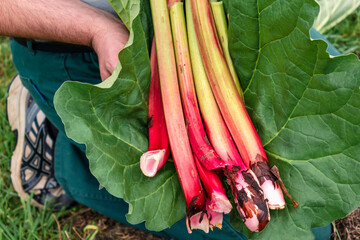 Rhubarb in a garden for making pies and compote, rheum rhabarbarum © Reflexpixel