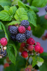 Ripe red raspberries on the branches of a bush. A raspberry patch in the garden