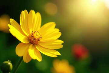Obraz premium Sun-kissed petals and leaves on a bright yellow flower, garden, sunny