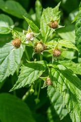 Ripe red raspberries on the branches of a bush. A raspberry patch in the garden