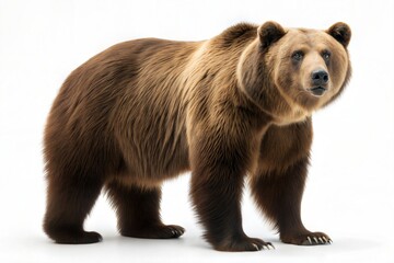 Fototapeta premium Brown Bear Standing, Wild Animal, Mammal, Predator, Close-Up on White Background, Powerful and Majestic Wildlife