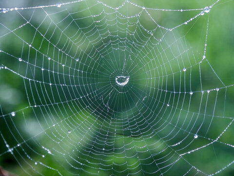 The spider web (cobweb) closeup with dew and natural green background.