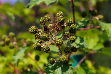 Unripe Blackberries closeup with a blurry green background