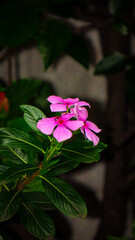 Pink flower
