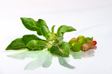 Ashwagandha Medicinal Herb with Fresh Leaves, also known as Withania Somnifera, Ashwagandha, Indian Ginseng, Poison Gooseberry, or Winter Cherry. Isolated on White Background.