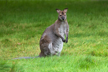 Red-necked Wallaby Notamacropus Rufogriseus