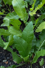Horseradish Armoracia Rusticana Plant