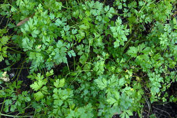 Parsley Plant Petroselinum Crispum