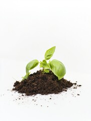 Glossy green basil plant sprouting from rich dark soil perfect for culinary and gardening enthusiasts on clean background