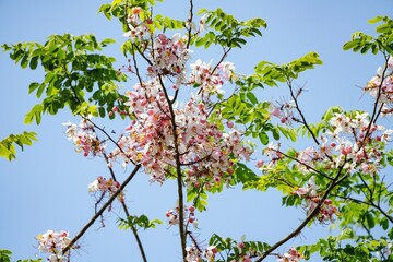The Classia Bakeriana flowers are in full bloom.