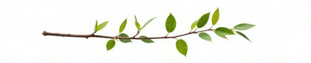 Fototapeta premium Single isolated tree branch on white background with subtle texture, texture, wood, nature