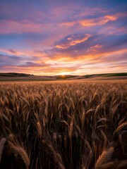wheat field at sunset