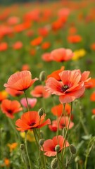 Delicate poppy flowers sway gently in the breeze, floral, green meadow, poppy fields