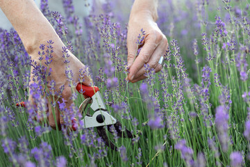 girl pruning lavender bush in the garden