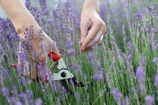 girl pruning lavender bush in the garden