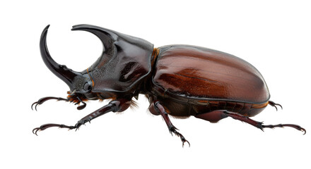 Isolated rhinoceros beetle