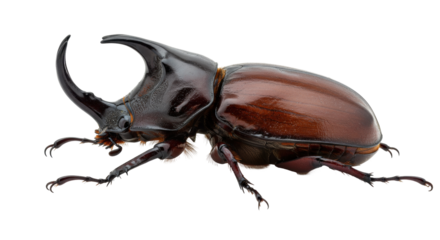 Isolated rhinoceros beetle