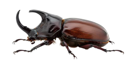 Fototapeten Nashorn Isolated rhinoceros beetle  © Laura
