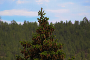 pine trees in the forest