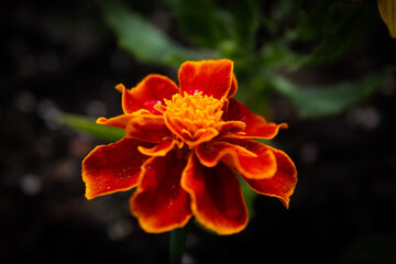orange flower in the garden