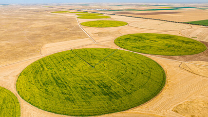 Aerial view of circular sunflower fields in fertile farmland Ceylanpinar, Sanliurfa, Turkey