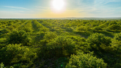 Obraz premium Pistachio trees in golden sunset light over lush farmland