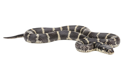 Isolated California Kingsnake