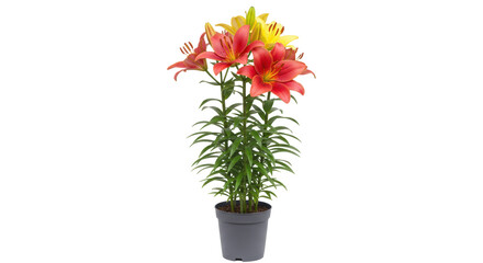 Isolated Red and Yellow Lilies in Pot
