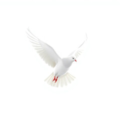 Obraz premium A white pigeon in flight with its wings and tail feathers wide open, at a white background