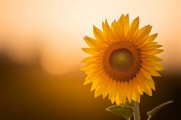 Obraz premium Beautiful sunflower isolated on white background with clipping path.