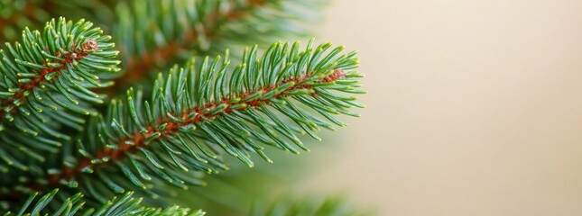 Close-up detailed view of a pine tree branch showcasing the intricate texture and vivid colors of coniferous foliage