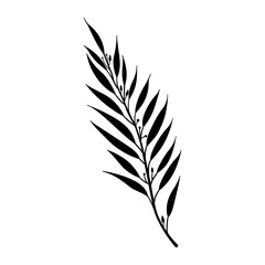 Willow Leaf leaf art illustration vector
