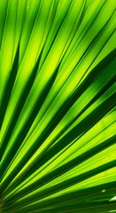 Obraz premium Close-up of sunlit green palm leaf with radiating lines and vivid texture