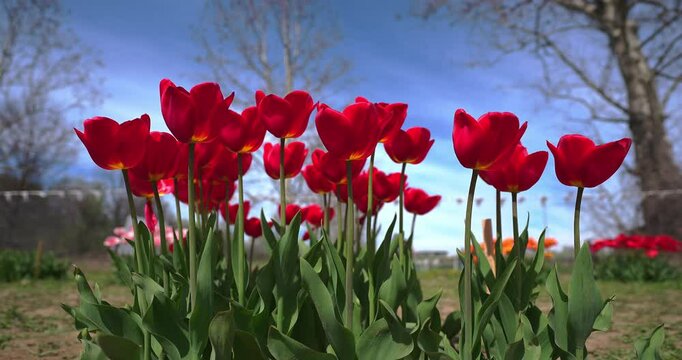 Blue sky and red tulips