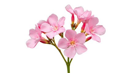 Isolated Pink Oleander Flowers