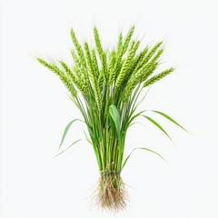 Fototapeta premium Abundant bunch of healthy green wheat stalks with roots on a crisp white background captured in 4k clarity