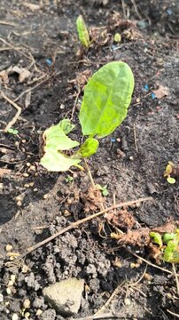 sorrel grows in the ground. organic food. growing vegetables. living camera.